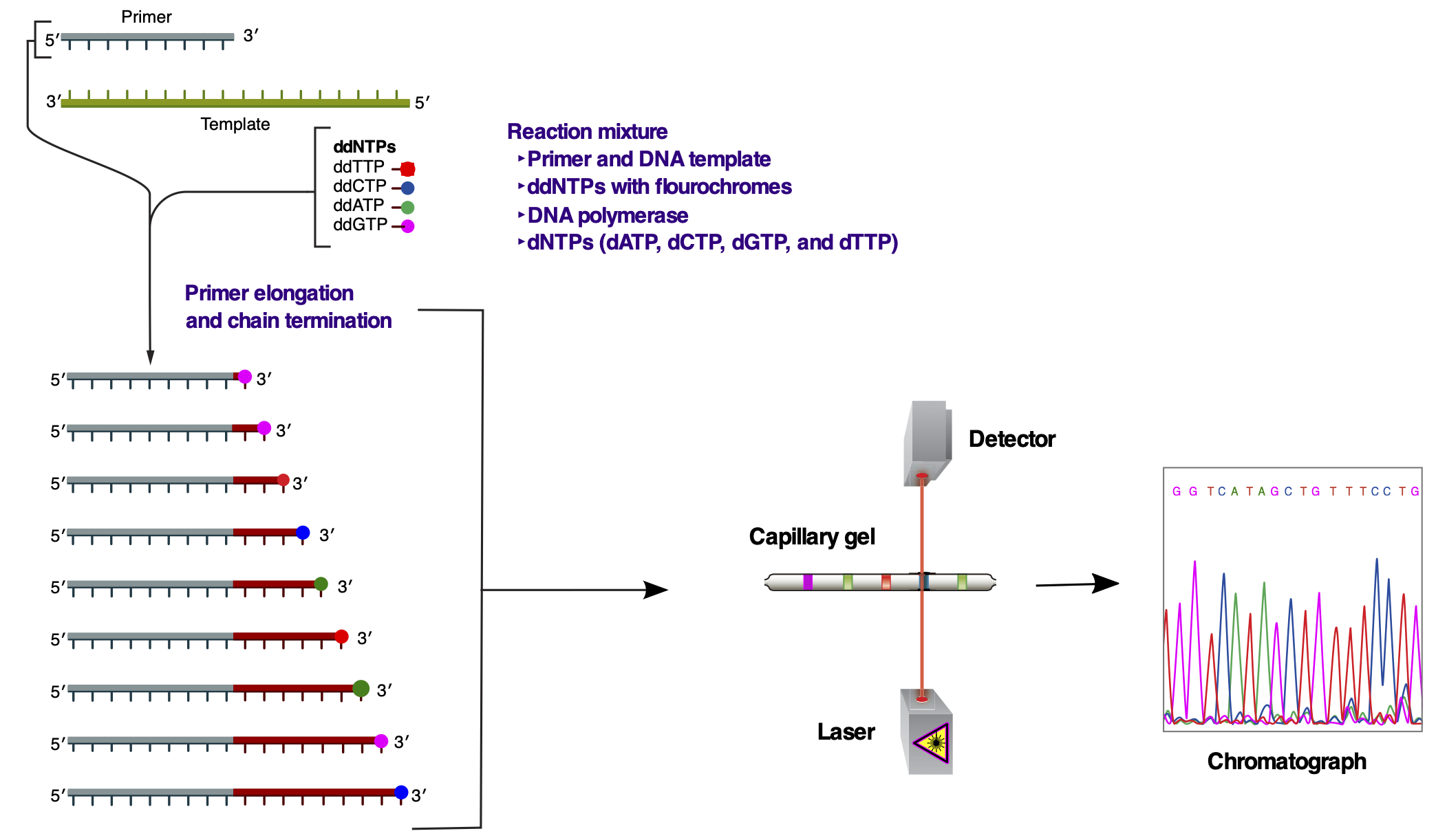 ../../../_images/Sanger-sequencing-mod1.png