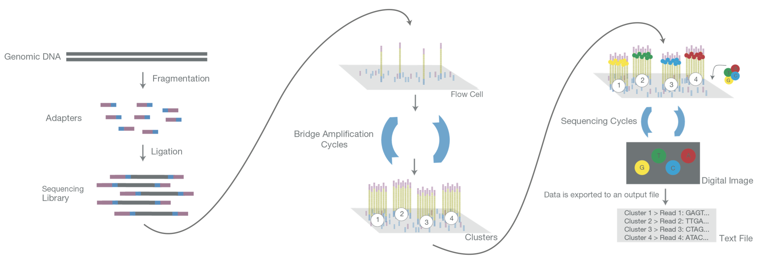 ../../../_images/illumina_overview1.png