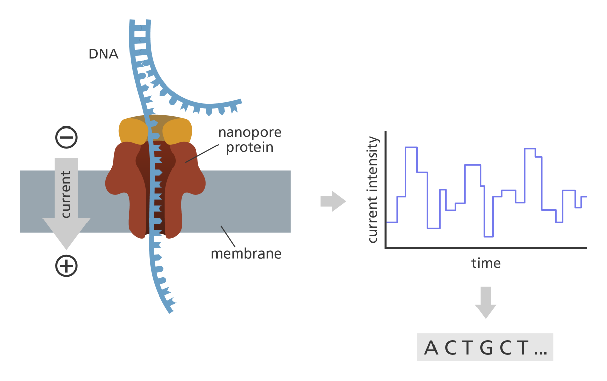 ../../../_images/ont-sequencing_yourgenome1.png