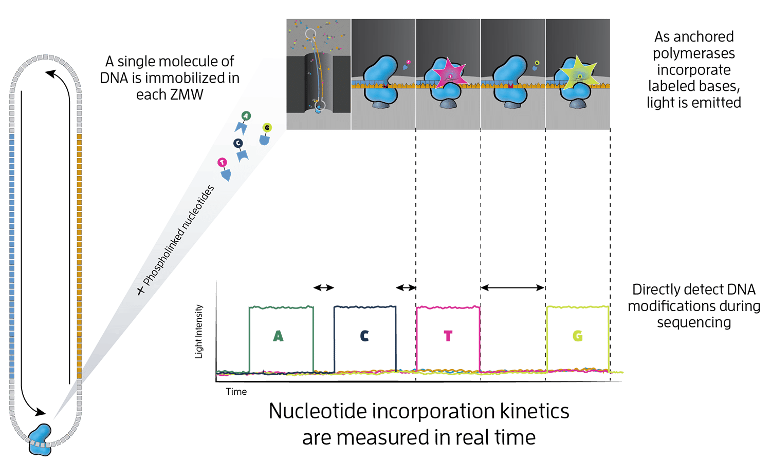 ../../../_images/pacbio_principle1.png