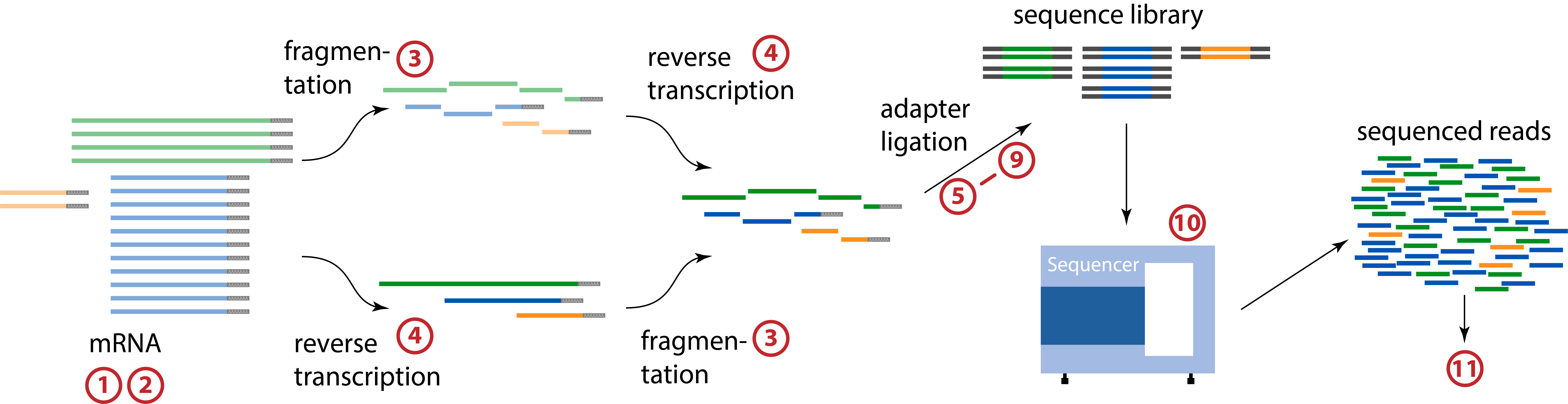 ../../../_images/rna_seq_schema1.png